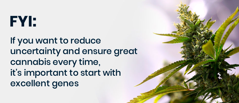 quotes-how-to-grow-cannabis-indoors-3