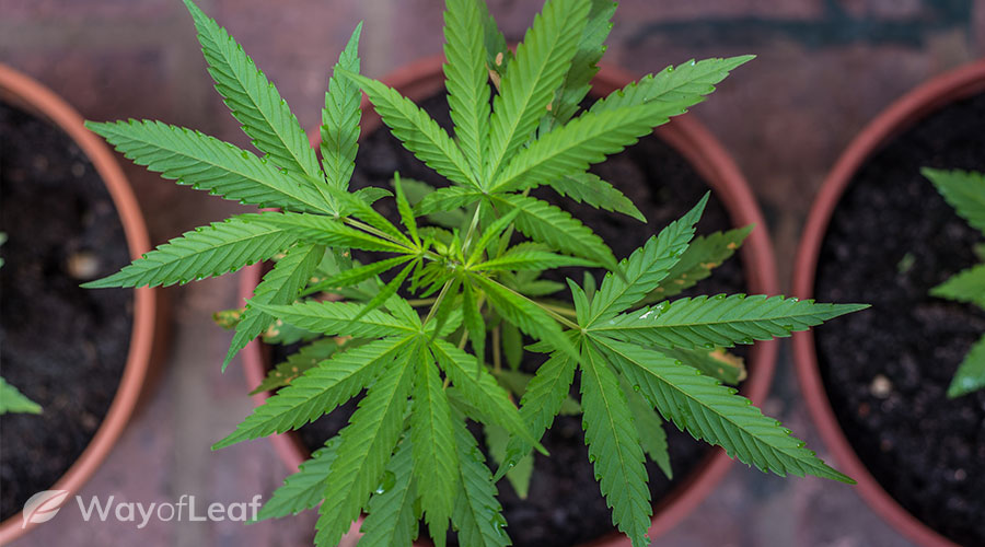 step #6: select carefully the type of container you need