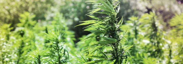 How to Grow Marijuana Outdoors: A Beginner’s Guide