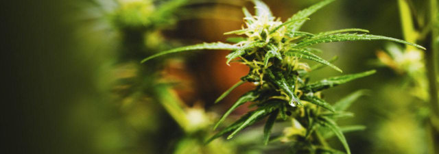 Male vs. Female Marijuana Plants: Know the Difference