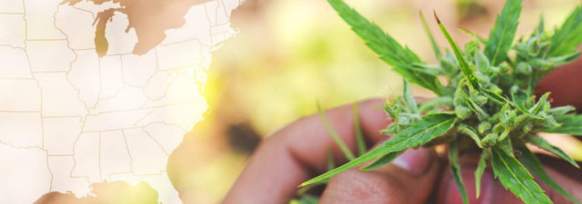 Who Grows the Best Marijuana in the United States? [ANSWERED]