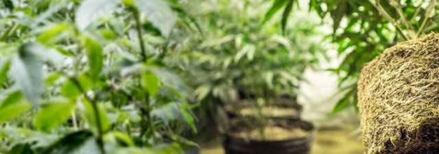 How to Grow Cannabis Indoors: Beginner’s Guide