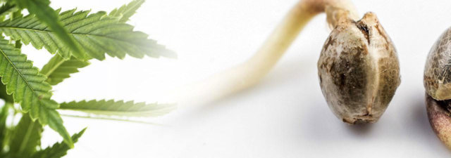 How to Germinate Cannabis Seeds