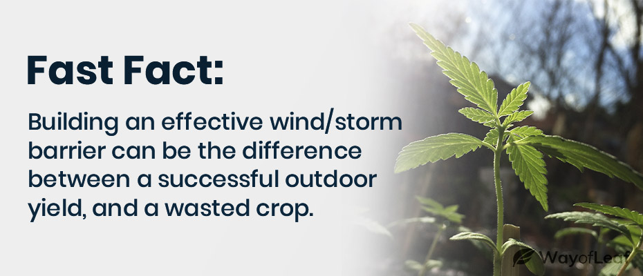 growing marijuana outdoors