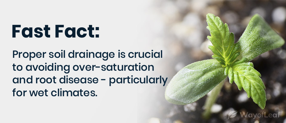 growing cannabis outdoors