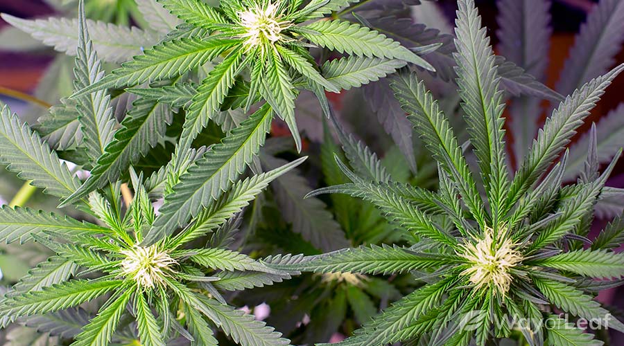 cannabis-growers-in-california