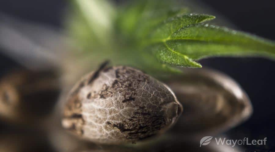 next steps: germinating your marijuana seeds