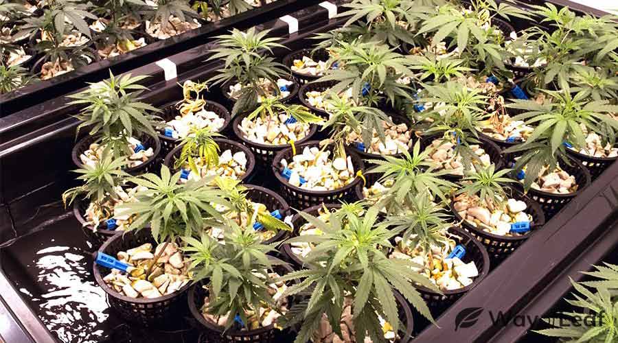 hydroponic marijuana