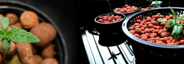 What Is Hydroponic Weed? [Beginner’s Guide]