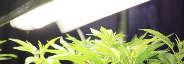 Your Exclusive Indoor Marijuana Grow Lights Guide