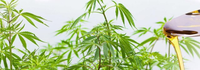 The Definitive Guide to Growing High CBD Marijuana Strains