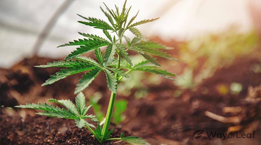 stressing-plants-during-flowering