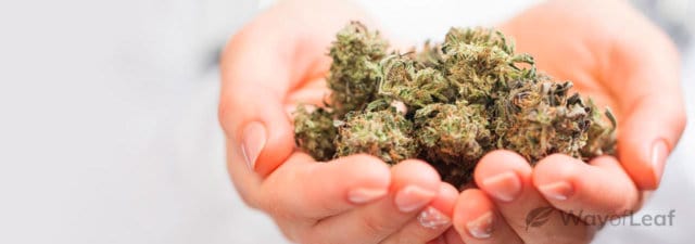 5 Quick and Simple Hacks to Grow Healthy Buds
