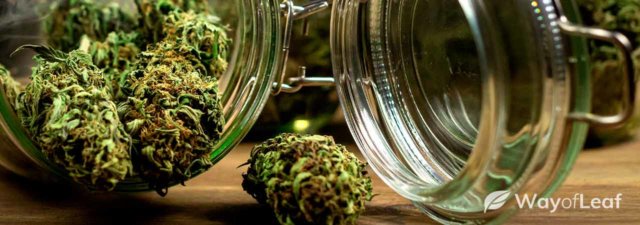Cannabis Storage: The Dos and Don’ts