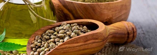 Feminized Cannabis Seeds: What Are They?