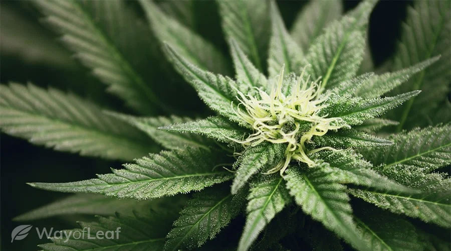 weed plants flowering stage