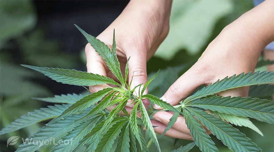 pruning marijuana diagram