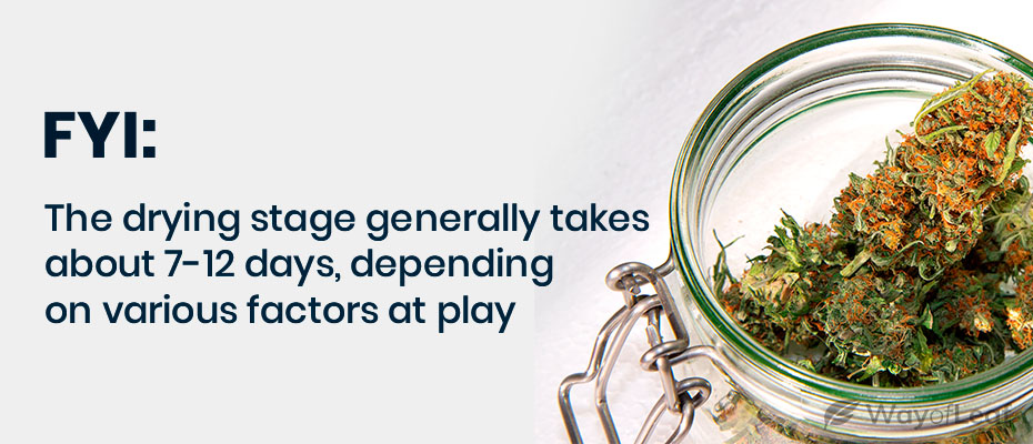 quotes-how-to-dry-marijuana-flower-2-1