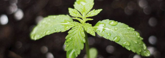 Best Soil for Growing Weed [The Grower’s Guide]