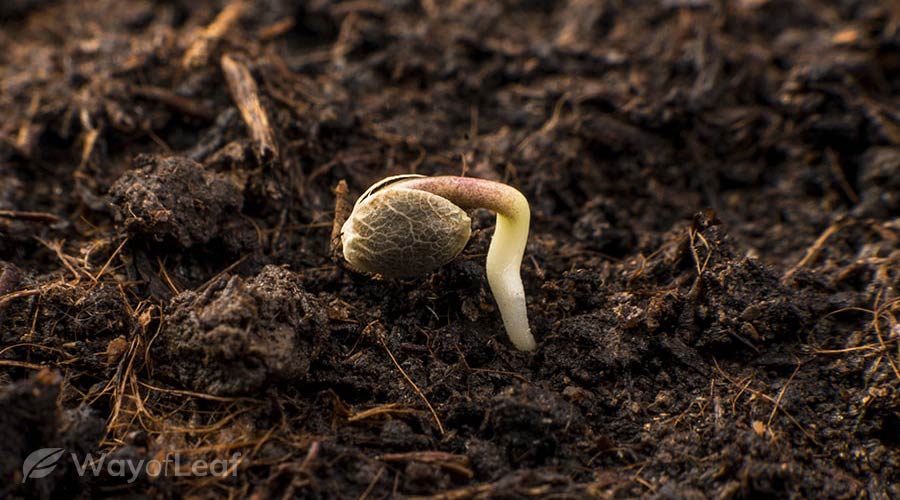 germination