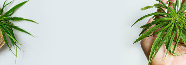 Growing Sweet Sinsemilla Bud [The Ultimate Guide]