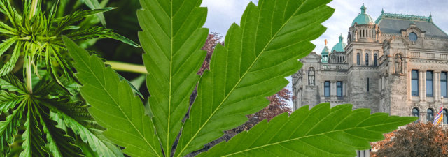 Why British Columbia Strains Are Among the World’s Best