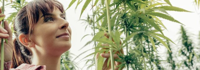 The 7 Best Cannabis Strains for Your Weed Garden