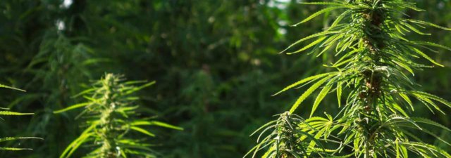 Hemp vs. Trees: Here is Why We Should Adopt Hemp