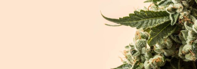 Indica vs. Sativa vs. Hybrid [What You Need to Know]