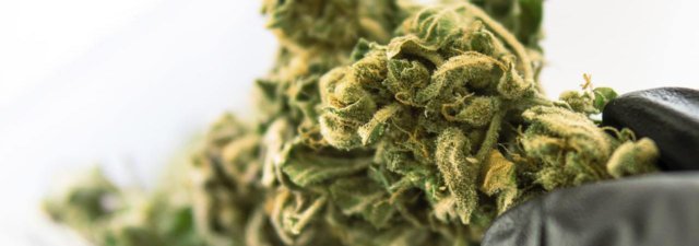 Grow Bigger Cannabis Buds Outdoors and Indoors [FIND OUT HOW]