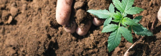 How to Keep Your Cannabis Grows Healthy and Virus-Free