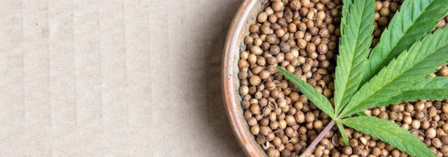 Marijuana Seeds 101: All the Information You Need