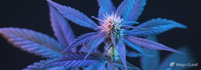 8 Tips for Growing Blue Dream Cannabis: Grower’s Guide