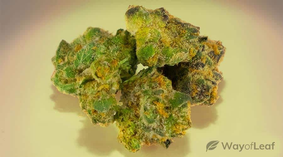 train-your-crop-to-achieve-the-greatest-yield