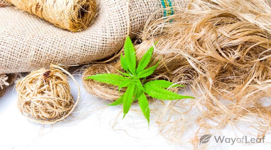 art-pic-what-to-do-with-male-cannabis-plants.