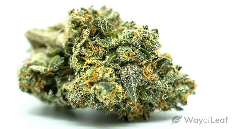 wol-article-pic-amnesia-haze (1)