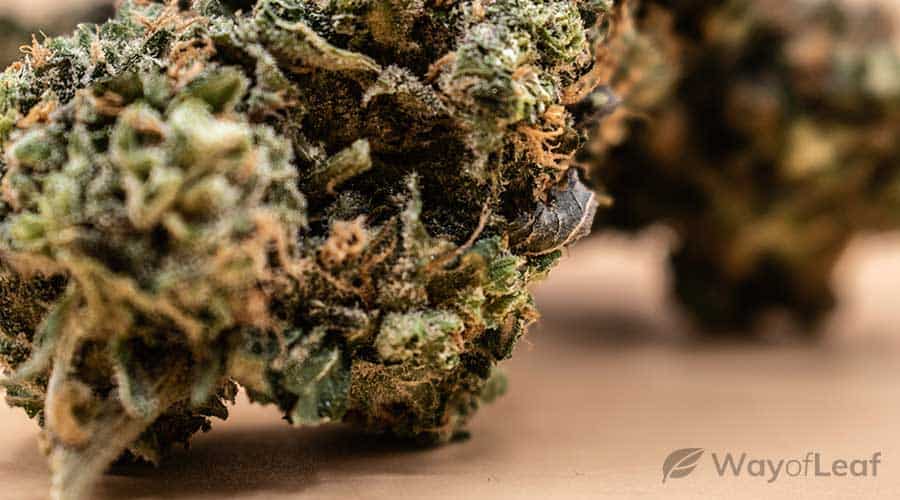 wol-article-pic-durban-poison