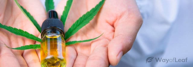 How Much CBD Oil Would You Have to Take to Get High?