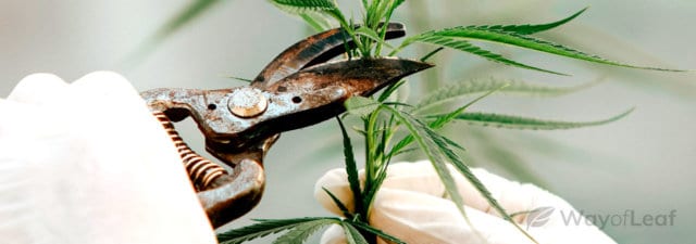 How to Prune Cannabis Plants for High Yield Buds