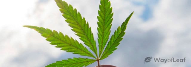 Major Cannabis Terms You Need to Know