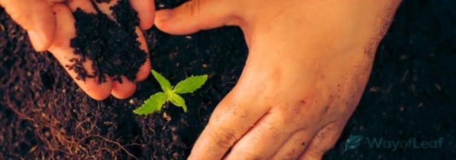 Growing Cannabis? These Are the Best Nutrients
