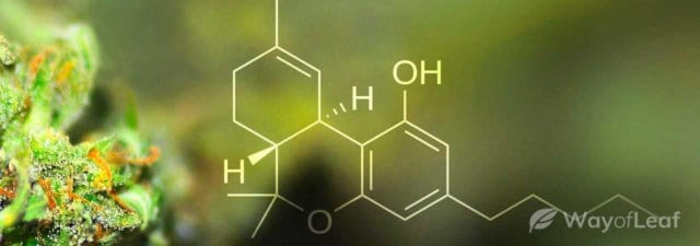 The Scientific Reason Why THC Stays in Your System