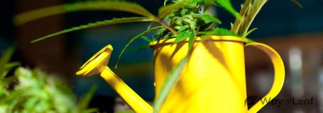 Top Five Tips for Watering Your Marijuana Plants