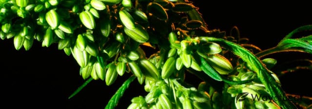 5 Things You Can Do with Your Male Cannabis Plants