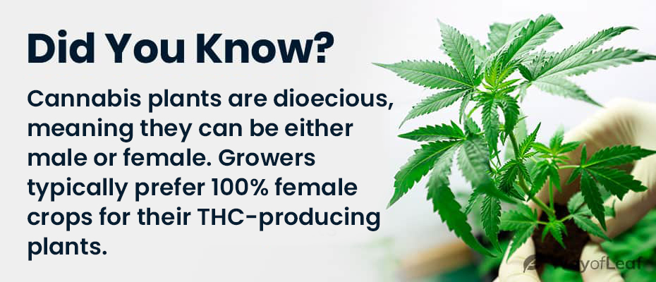 quotes-what-to-do-with-male-cannabis-plants-1