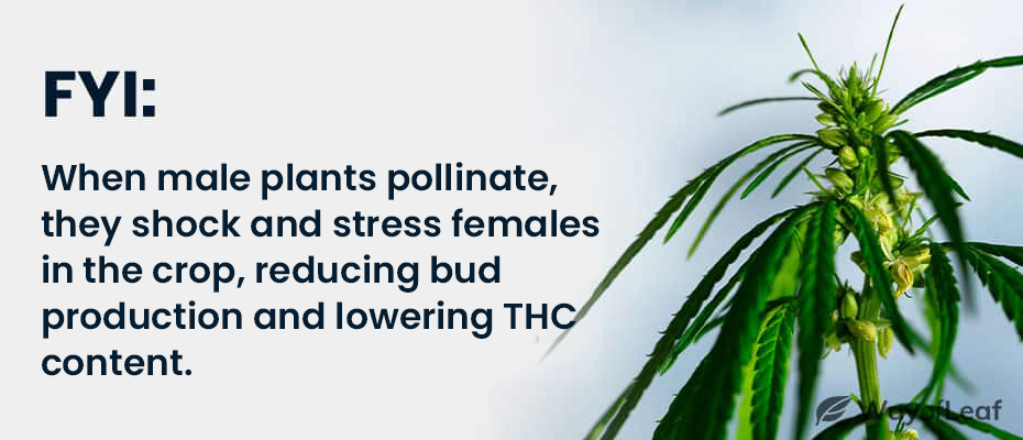 wol-quotes-what-to-do-with-male-cannabis-plants-2