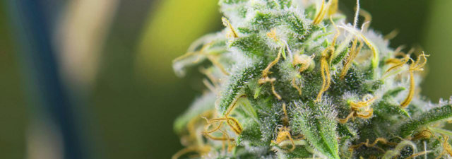 Growing White Widow Cannabis [The Grower’s Guide]