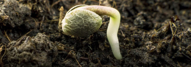 Growing Autoflowering Cannabis Seeds [Guide]