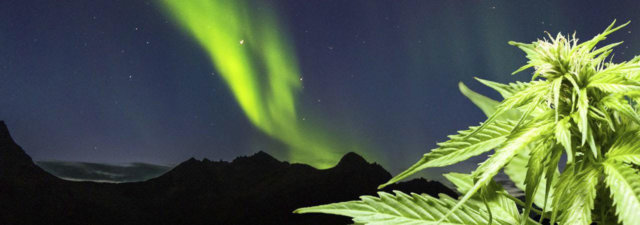 8 Tips for Growing Northern Lights Cannabis