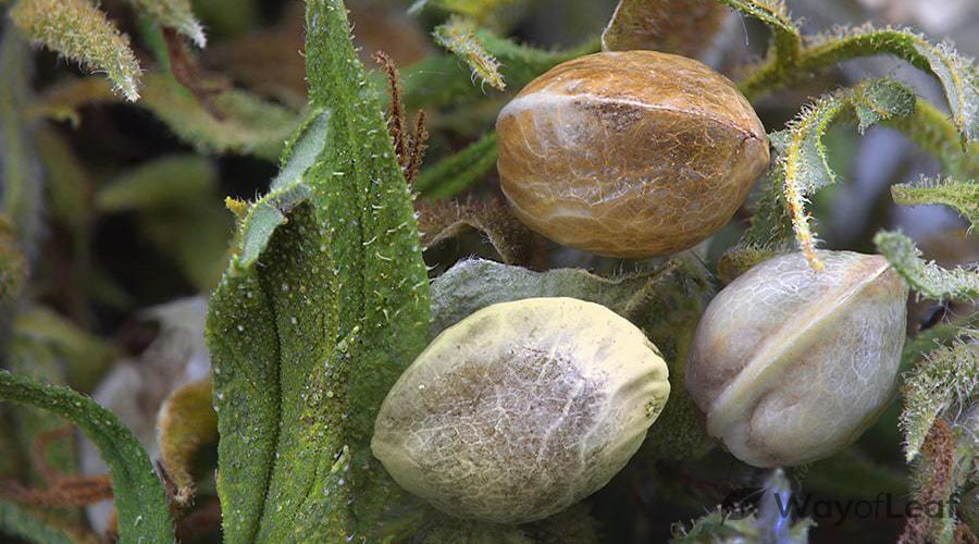 autoflowering marijuana seeds